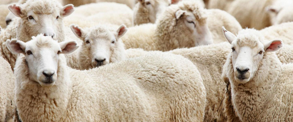 Kurban Bayramı tatili uzatılacak