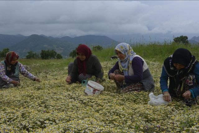 انطلاق موسم حصاد الأقحوان البري في مانيسا التركية