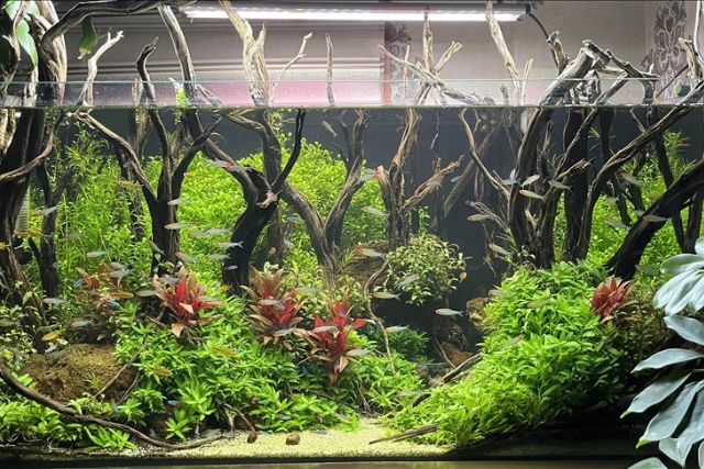 لمسات فنان تركي تضفي جمالا طبيعيا خلابا على أحواض سمك