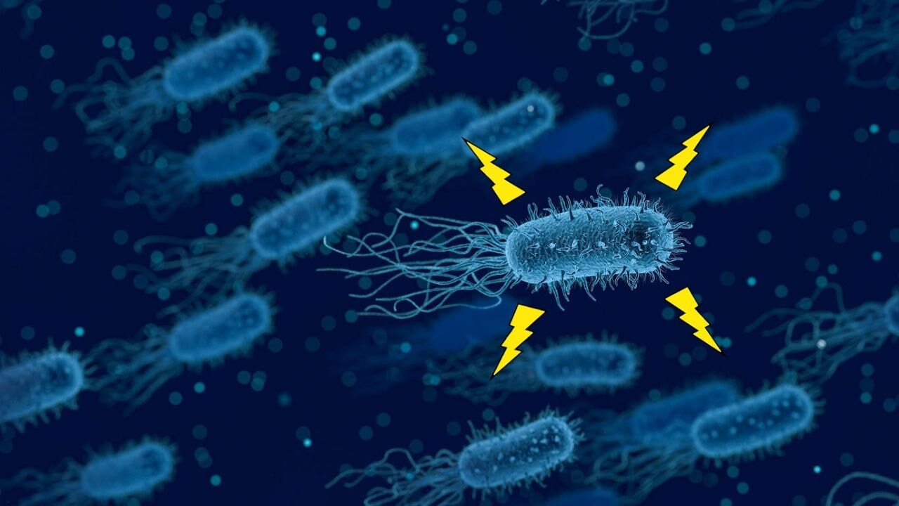 Elektrik ileten yeni bir bakteri türü keşfedildi