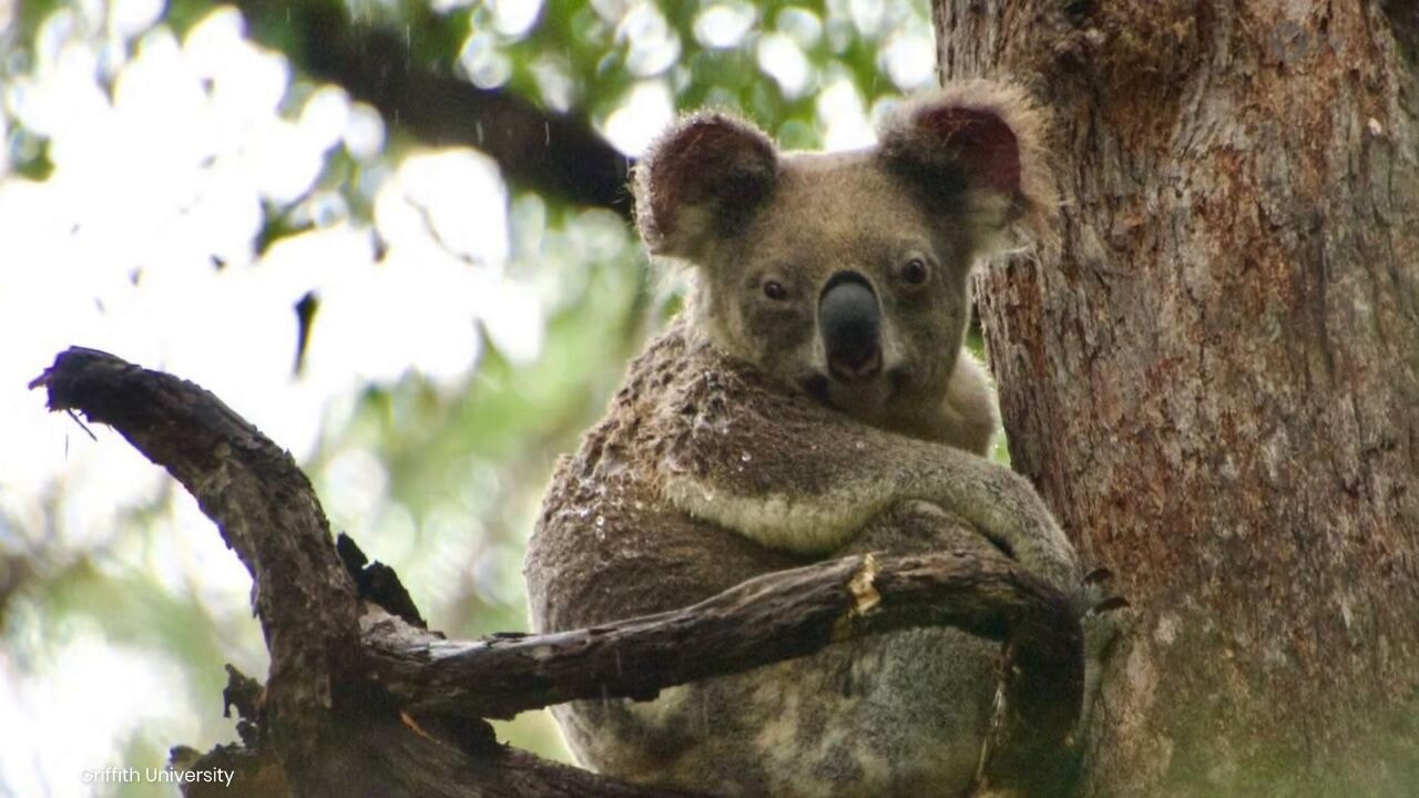 Havadan katliam: Helikopterle yüzlerce koala öldürüldü