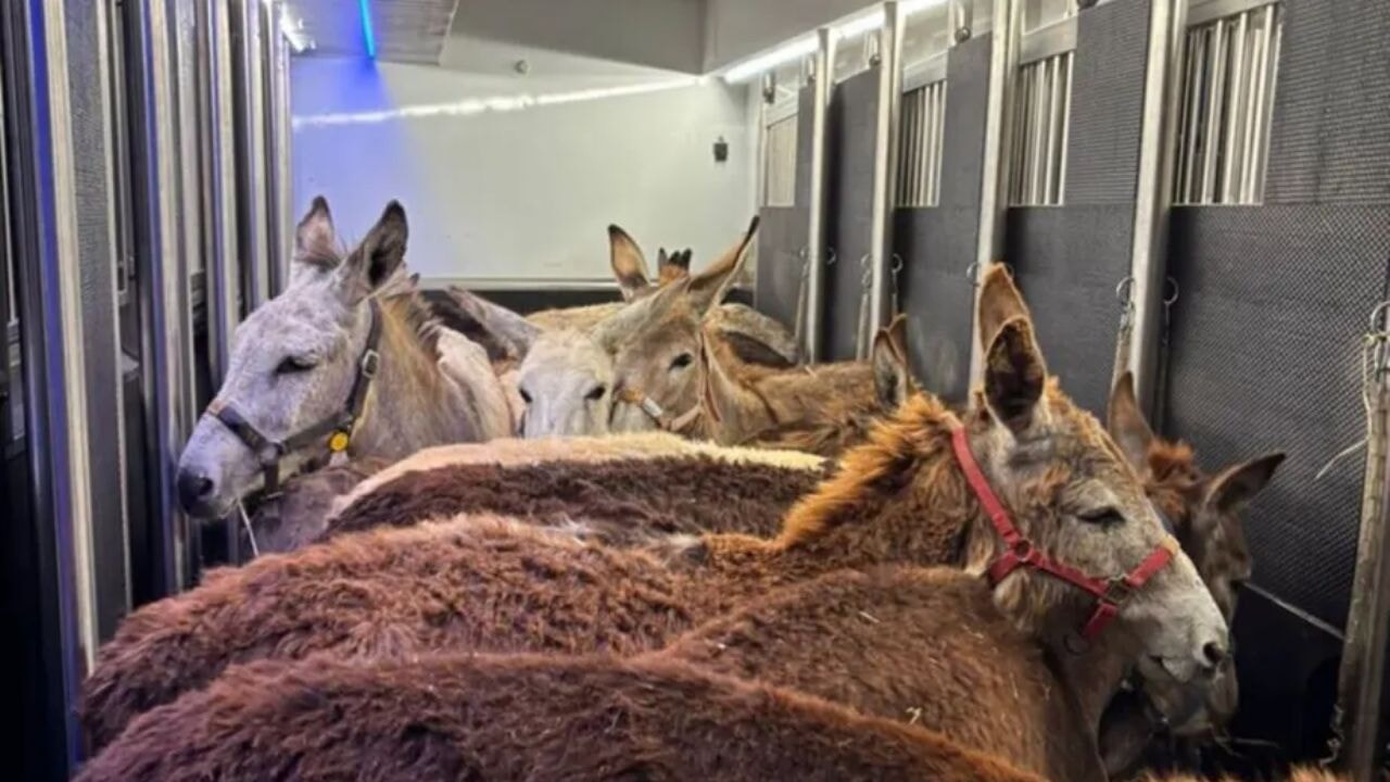 İsrail ordusu Gazze'deki eşekleri Fransa'ya kaçırdı