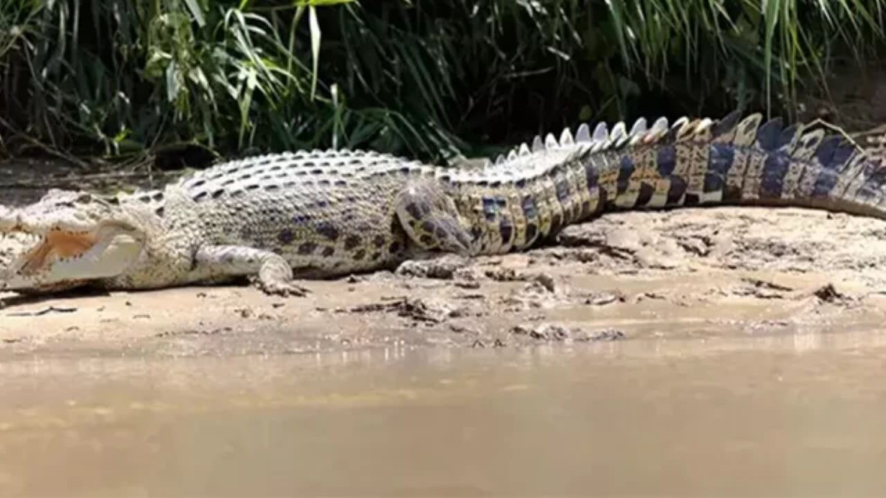 10 yaşındaki çocuk timsah tarafından kaçırıldı!