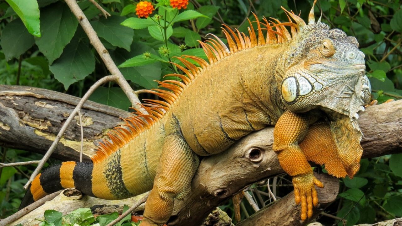 120 binden fazla iguana itlaf edilecek