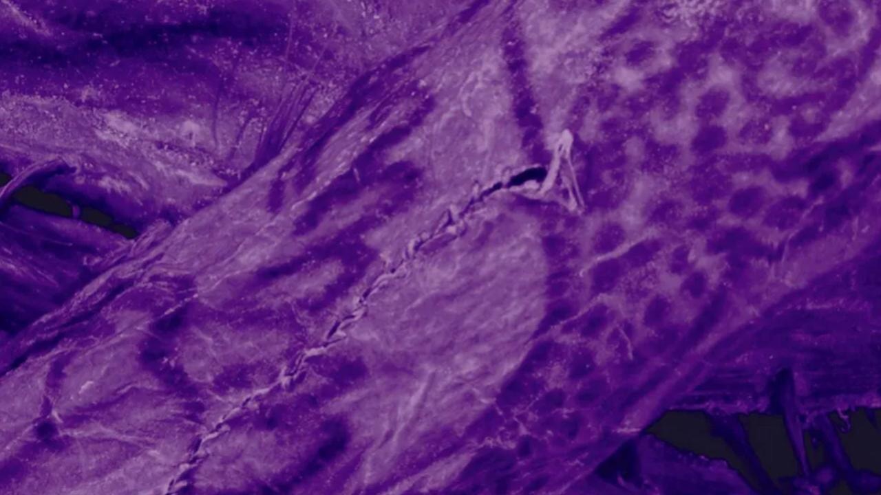 2 bin 500 yıllık mumyada dövme olduğu tespit edildi