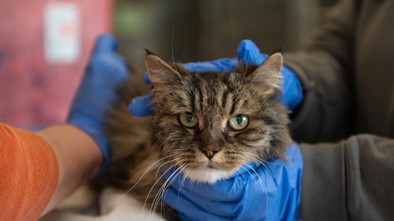 380 metreden düşen kedi ölmedi! Sahipleri öldü