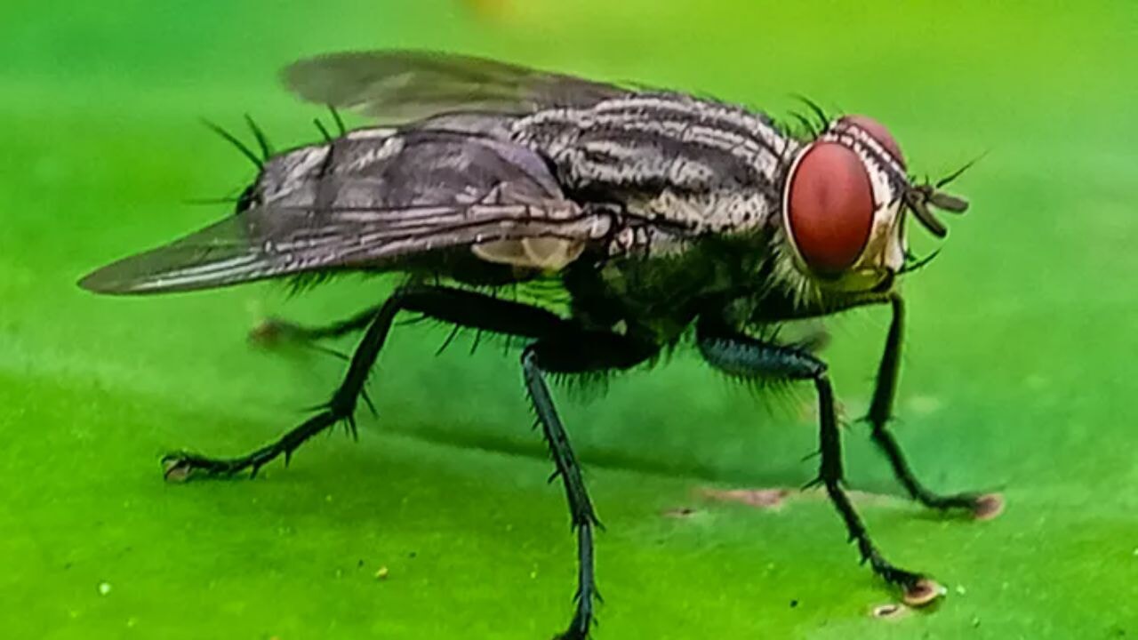 ABD, milyonlarca sinek üretip uçaklardan bırakacak