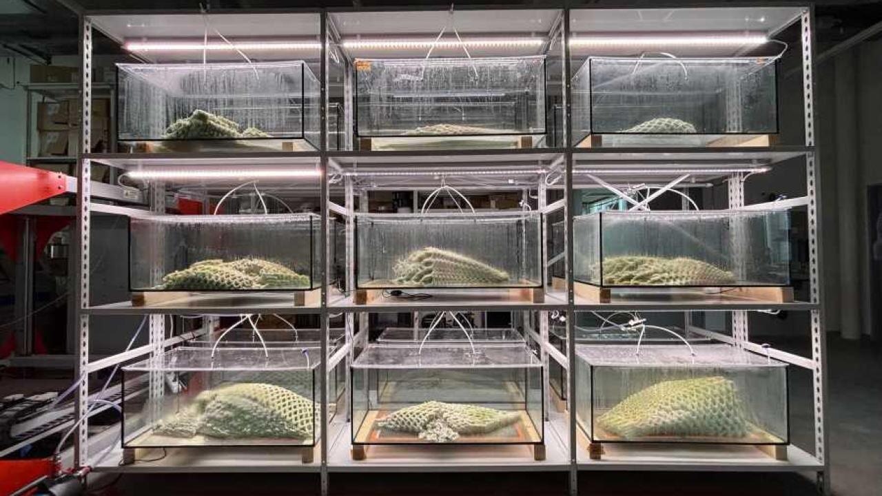 Ağaç gibi nefes alan malzeme: Canlı yapı karbonu emiyor