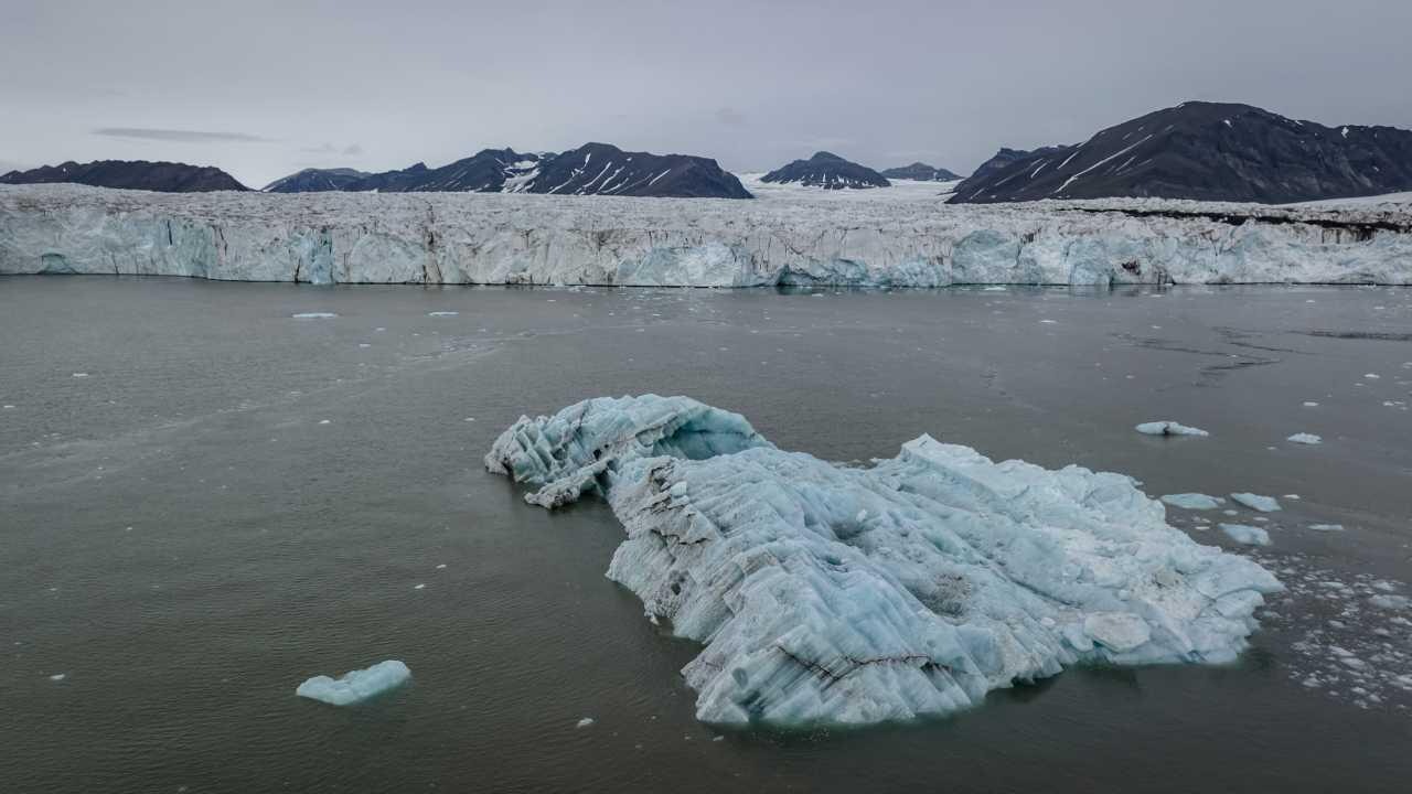 Balıkların yaptığı geometrik desenler keşfedildi