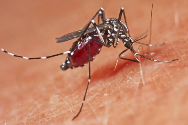 Batı Nil virüsü Yunanistan'da iki can aldı