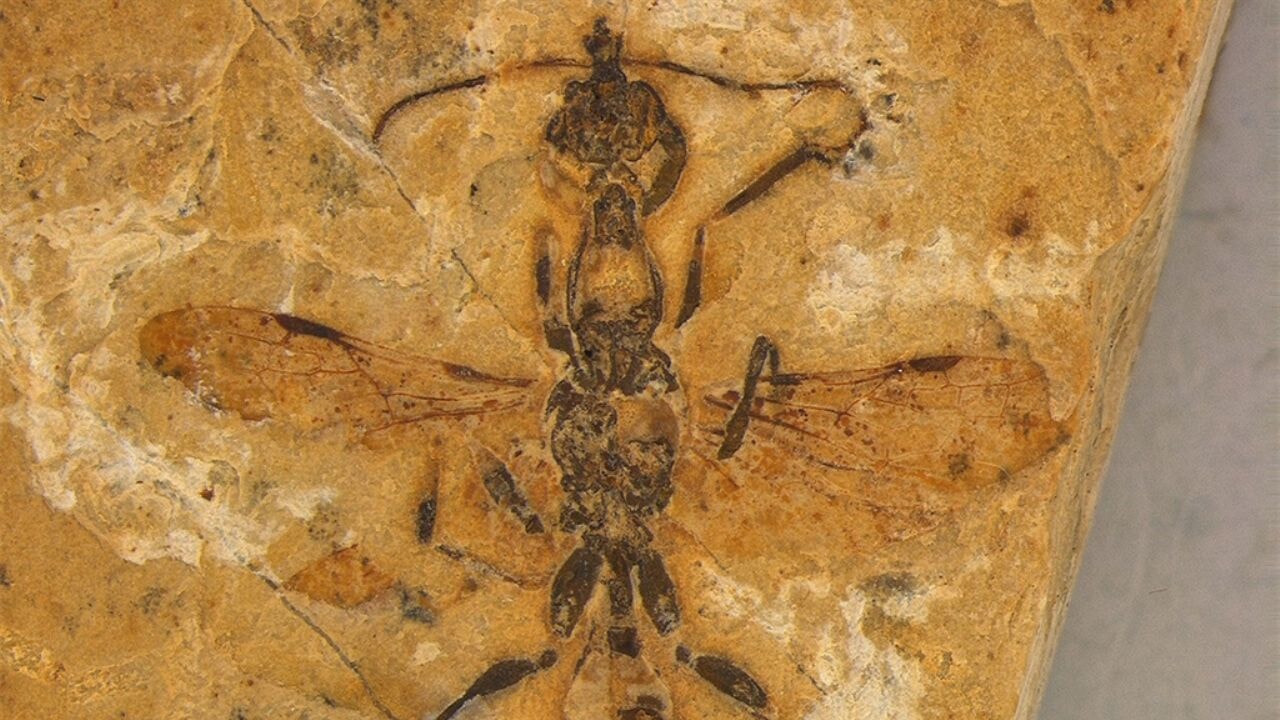'Cehennem karıncasının akrabası' keşfedildi: En eski karınca fosili