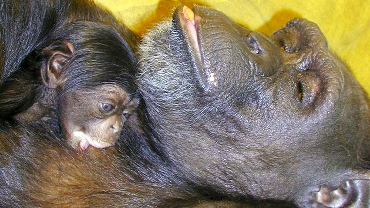 Çince ve İngilizce okuyabilen 'dahi' şempanze Ai öldü