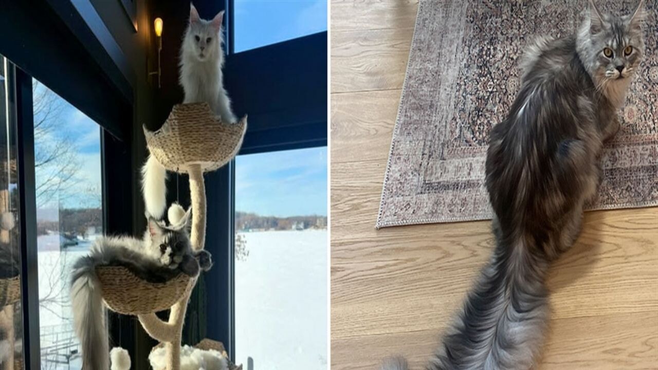 Dünyanın en uzun kuyruklu kedisi