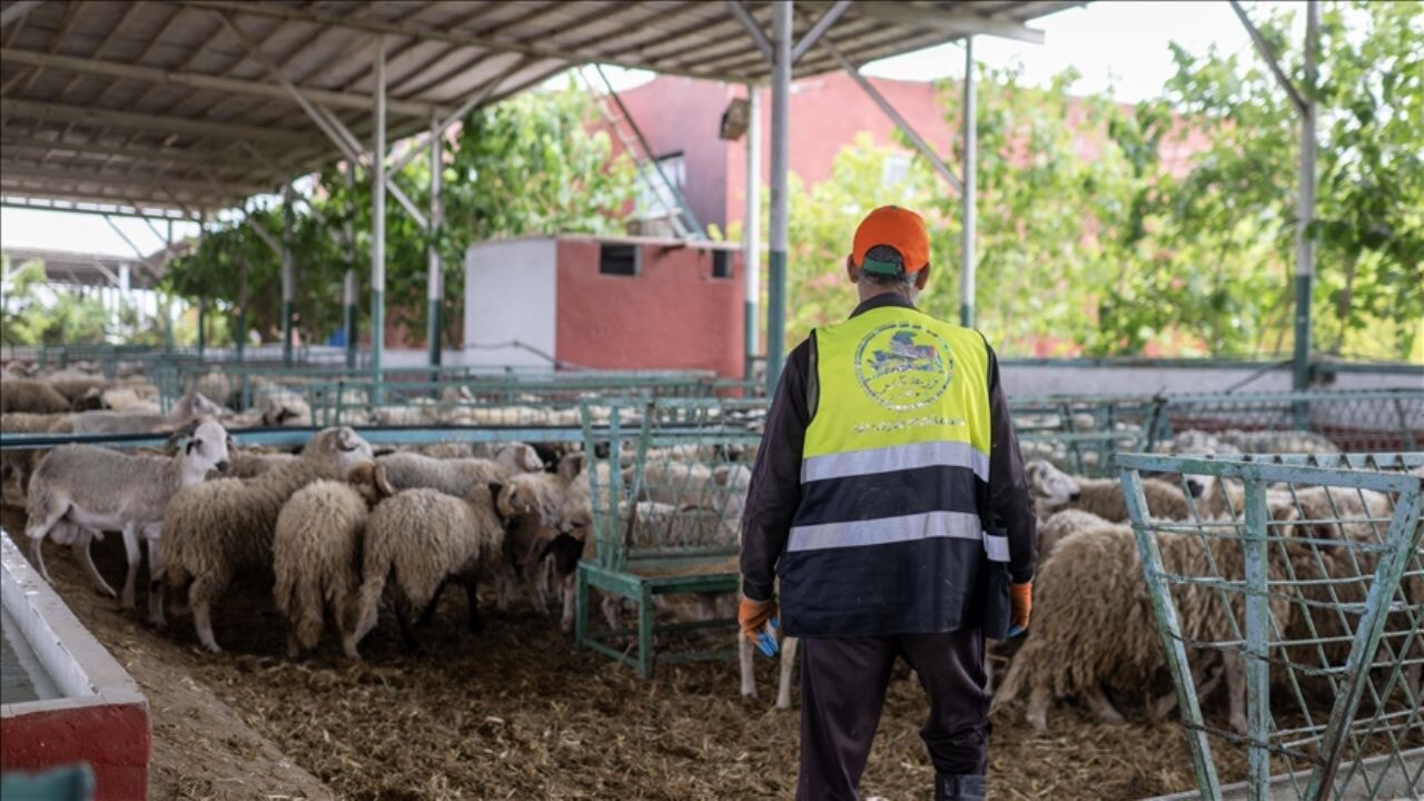 Fas'ta Kurban Bayramı yasakları: Dini vecibe yerine getirilemiyor