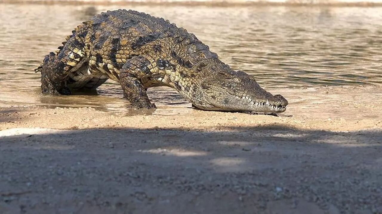 Florida'da vahşet! Kanoyla gezen kadın timsahlara yem oldu