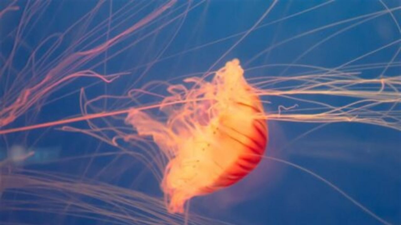 Fransa'da nükleer denizanası alarmı