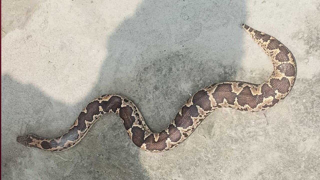 Hindistan'da okul yemeğinden ölü yılan çıktı