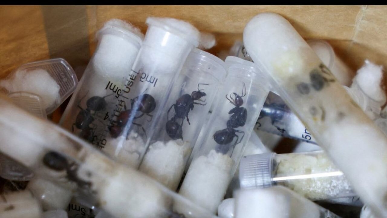 İki Belçikalı, 5 bin karıncayla birlikte yakalandı