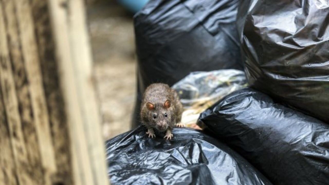 İngiltere'de çöp krizi ve fare istilası!