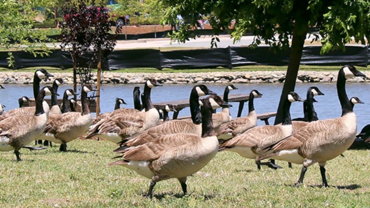 Kanada ordusu karargahını kaz sürüsü istila etti