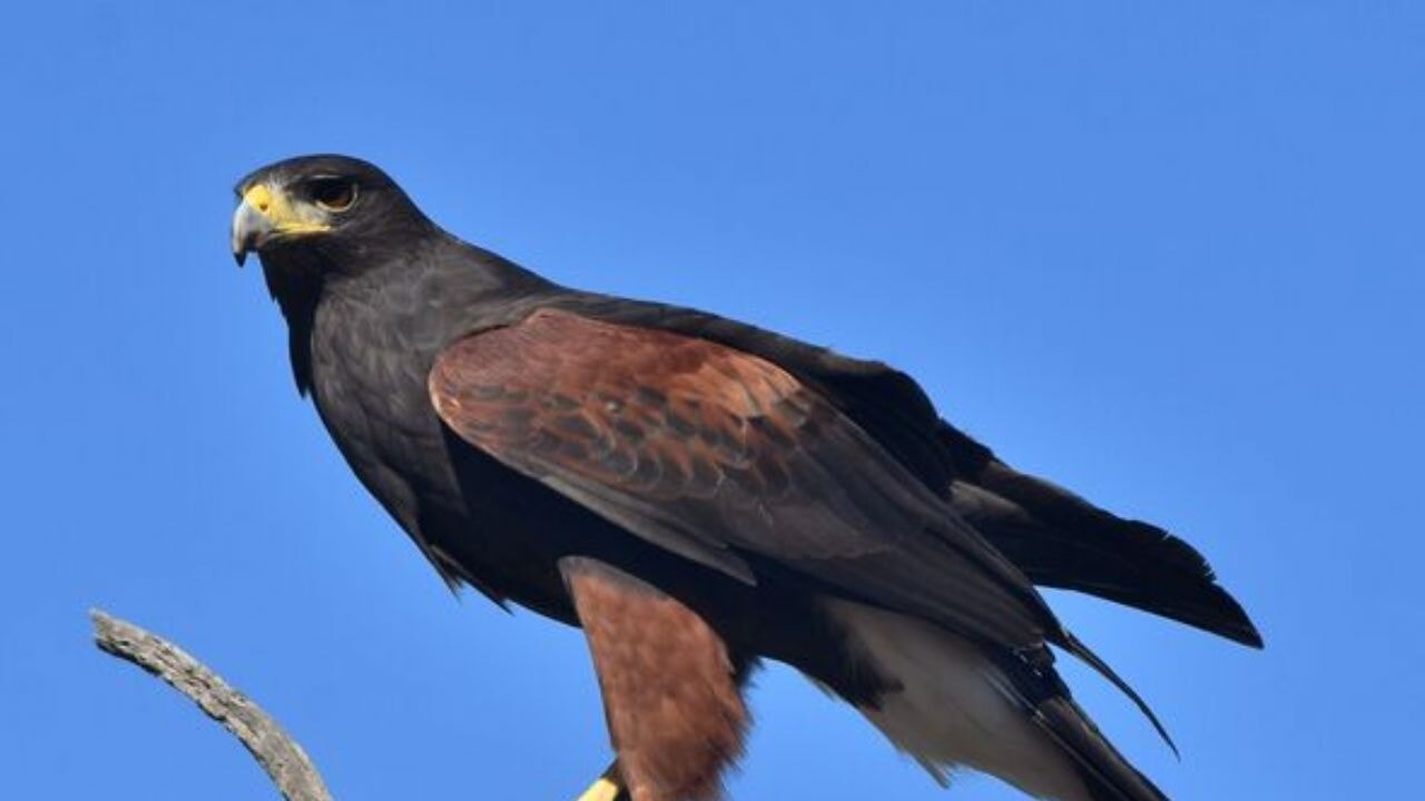 Köyü esir alan şahin sonunda yakalandı