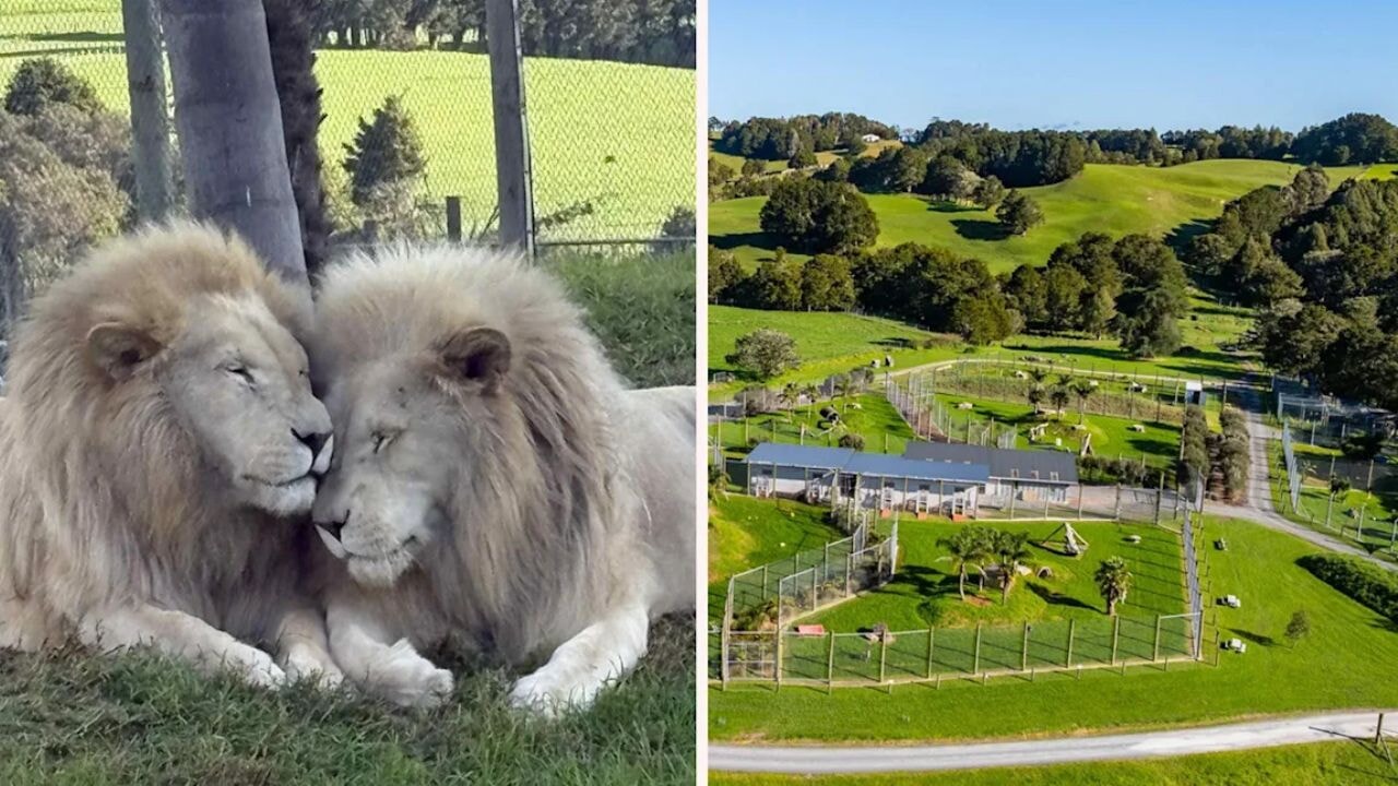 Maddi sıkıntı nedeniyle parktaki aslanlar öldürüldü