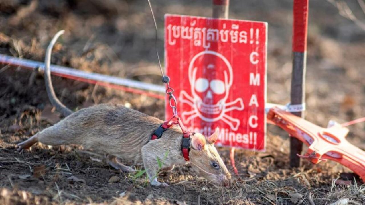 'Mayın faresi' dünya rekoru kırdı