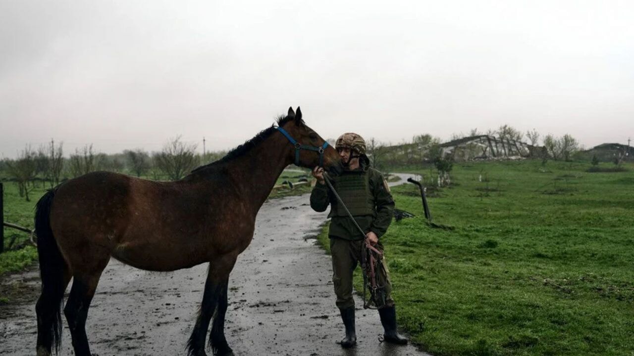 Savaşta at, eşek ve deve dönemi: Rusya Ukrayna'da neden hayvanları kullanıyor?