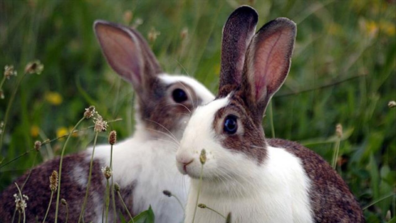 Tavşan Adası'nda tavşanları öldüren kişiye hapis cezası
