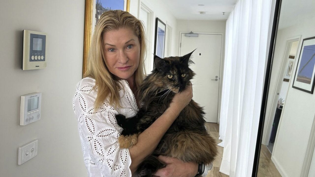 Uçakta unutulan kedi, 24 saatte 3 yolculuk yaptı