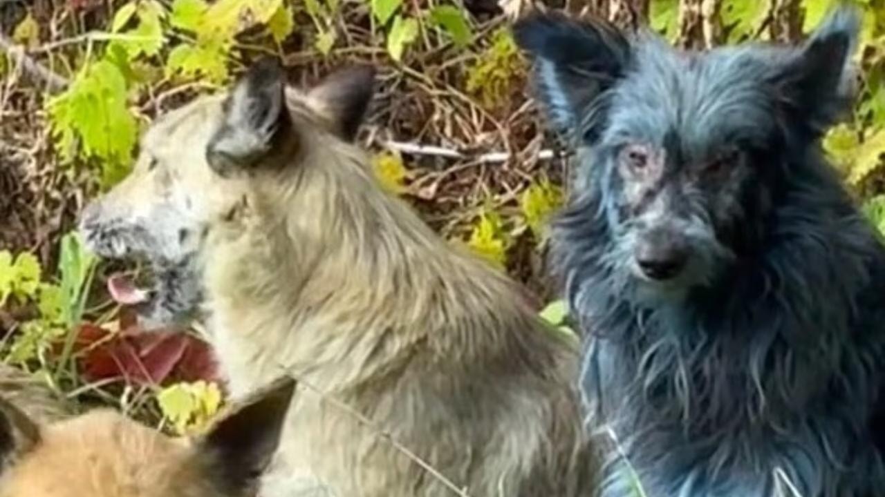 Ukrayna'da 'mavi köpekler' görüldü: Araştırmacılar şaşkın…