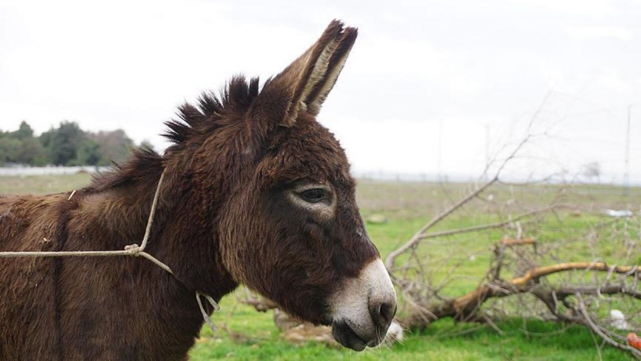 Vatandaşına en çok eşek eti yediren ülkeler