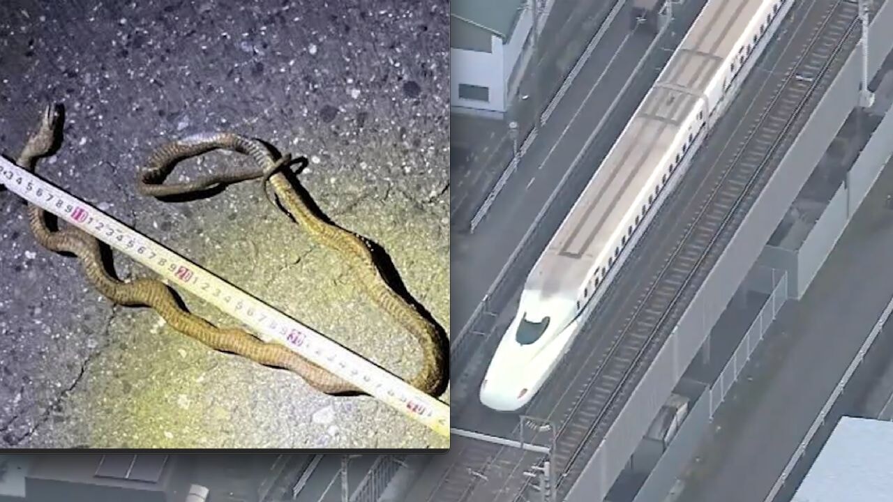 Yılan, yoğun hızlı tren seferlerini durdurdu