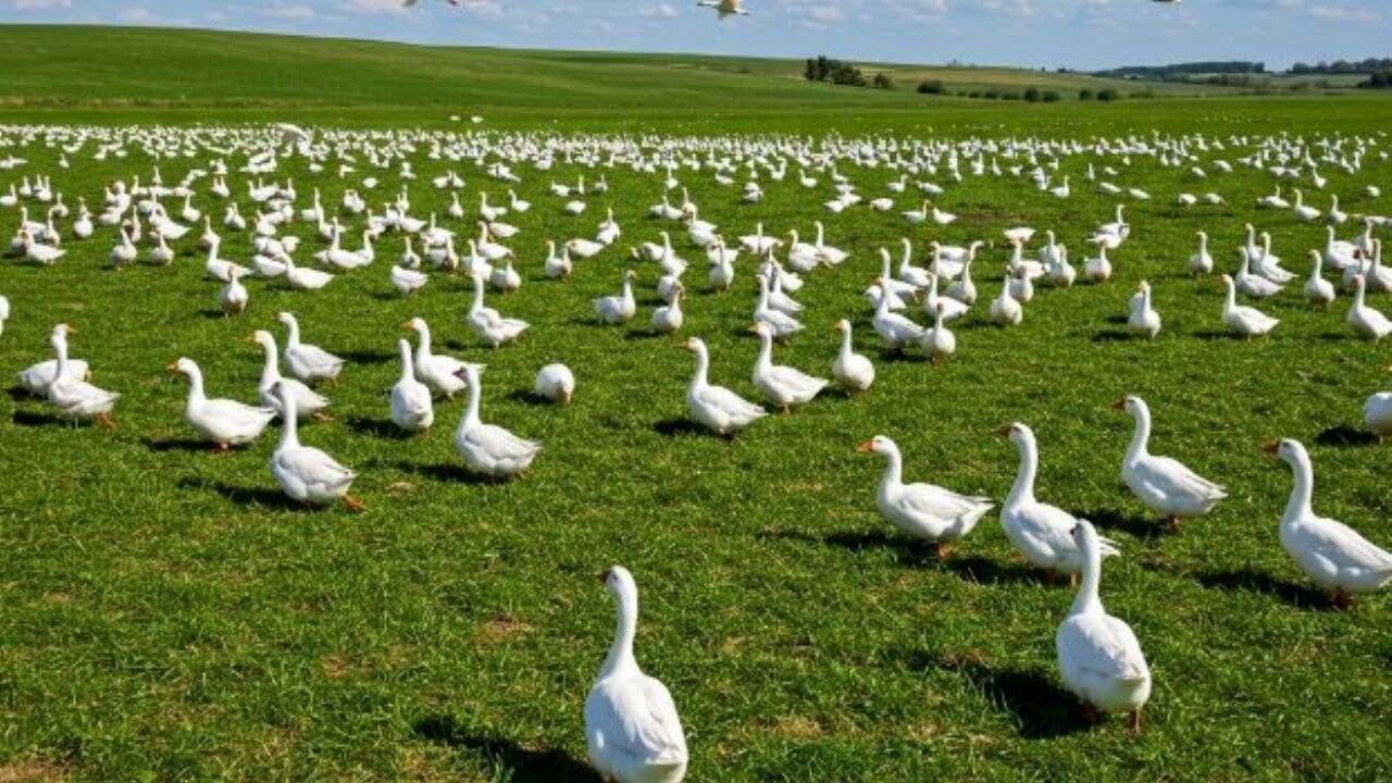 100 kazla yüksek gelir mümkün mü? Uzmanından kaz yetiştiriciliği tüyoları!