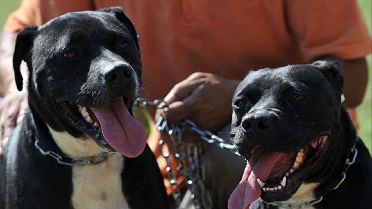 Almanya'da köpek vergisinden rekor gelir