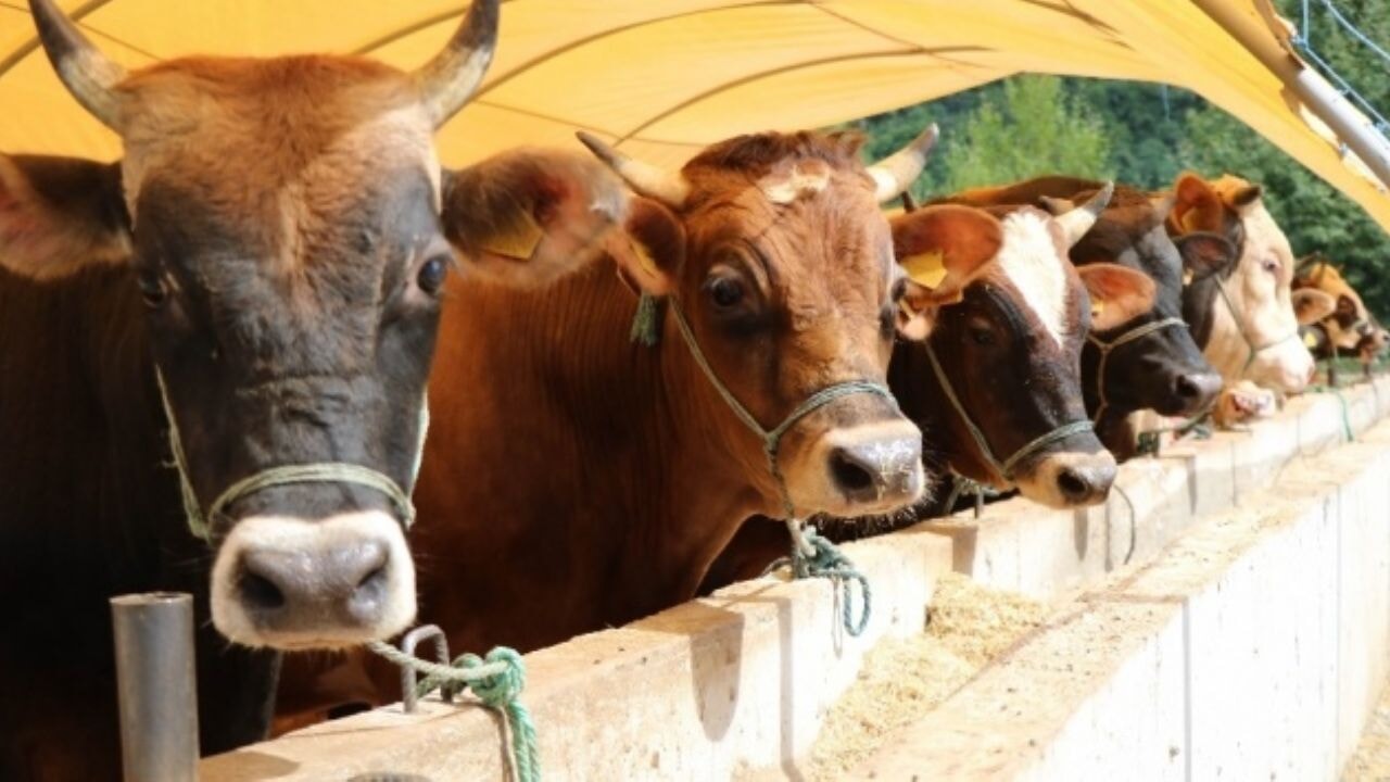 Büyükbaş ve küçükbaş hayvan sayısı arttı