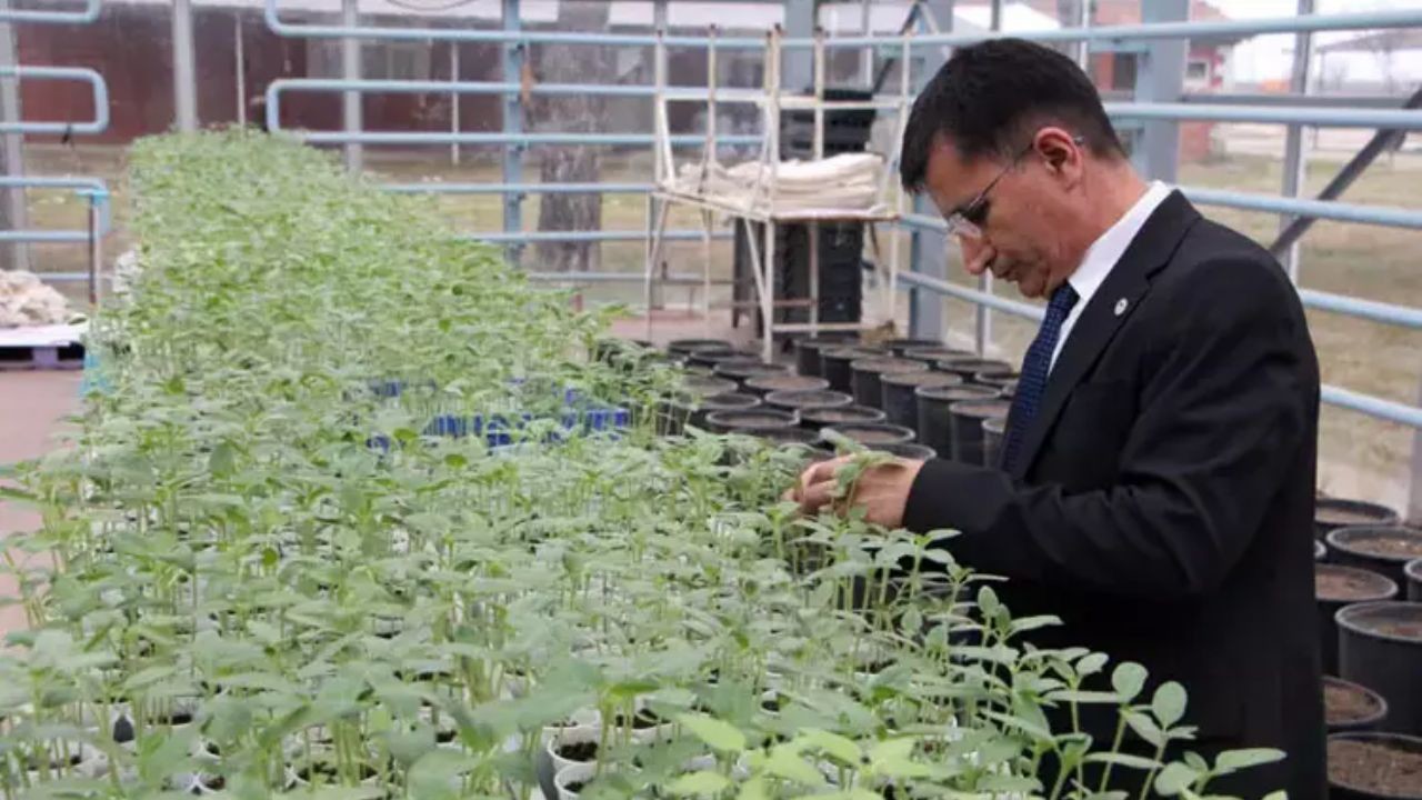 Edirne'de çiftçilere büyük müjde! 1931 CL ayçiçeği geliştirildi