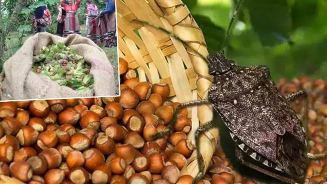 Fındık İhracatında Yükseliş! 'Kahverengi Kokarca' Tehdidine Rağmen Rekor Artış