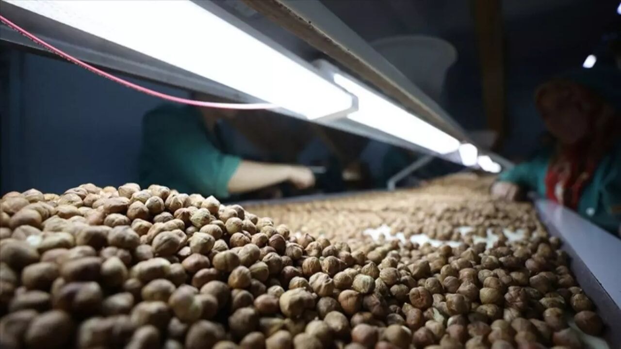 Karadeniz bölgesi fındık üretimi ve ihracatı stratejik önem taşıyor