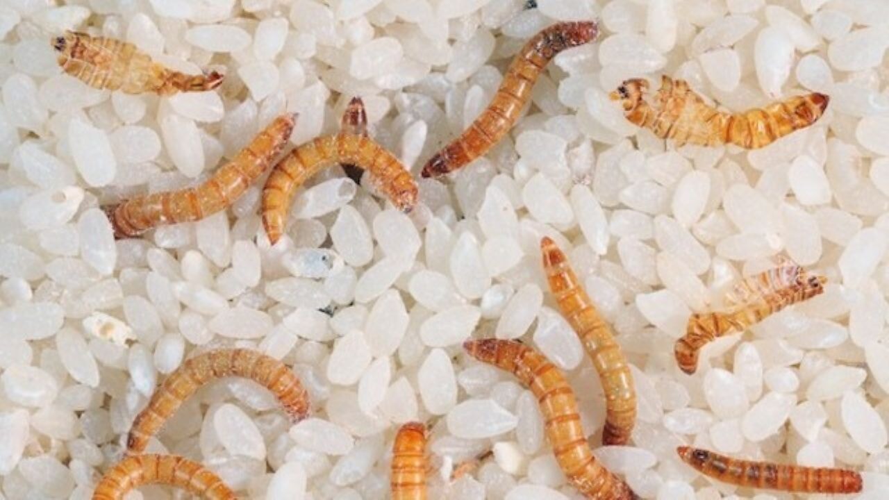 Kurtlanmış un artık gıda olarak tüketilecek!