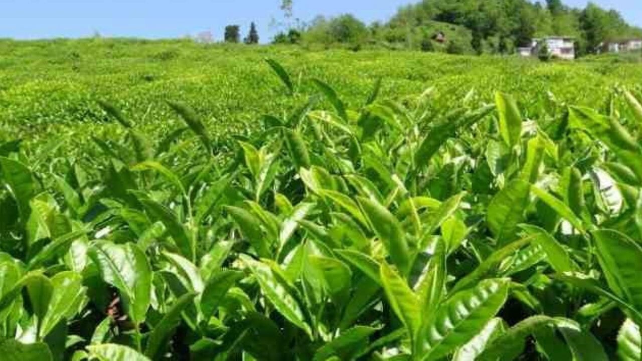 Of Ziraat Odası'ndan yaş çay için 35+3 TL fiyat talebi