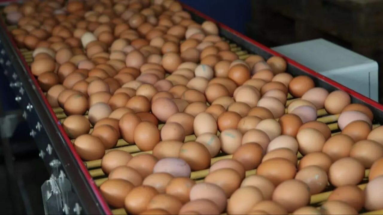 Resmi Gazete'de yayımlandı: Yumurta artık kayda bağlı