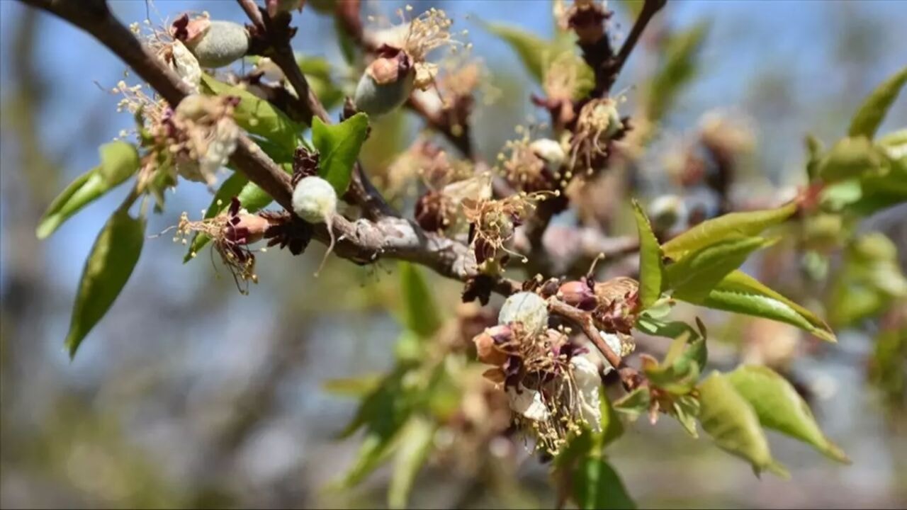 Tarım sigortası olmayan çiftçilere 3,8 milyar lira destek ödemesi başlıyor