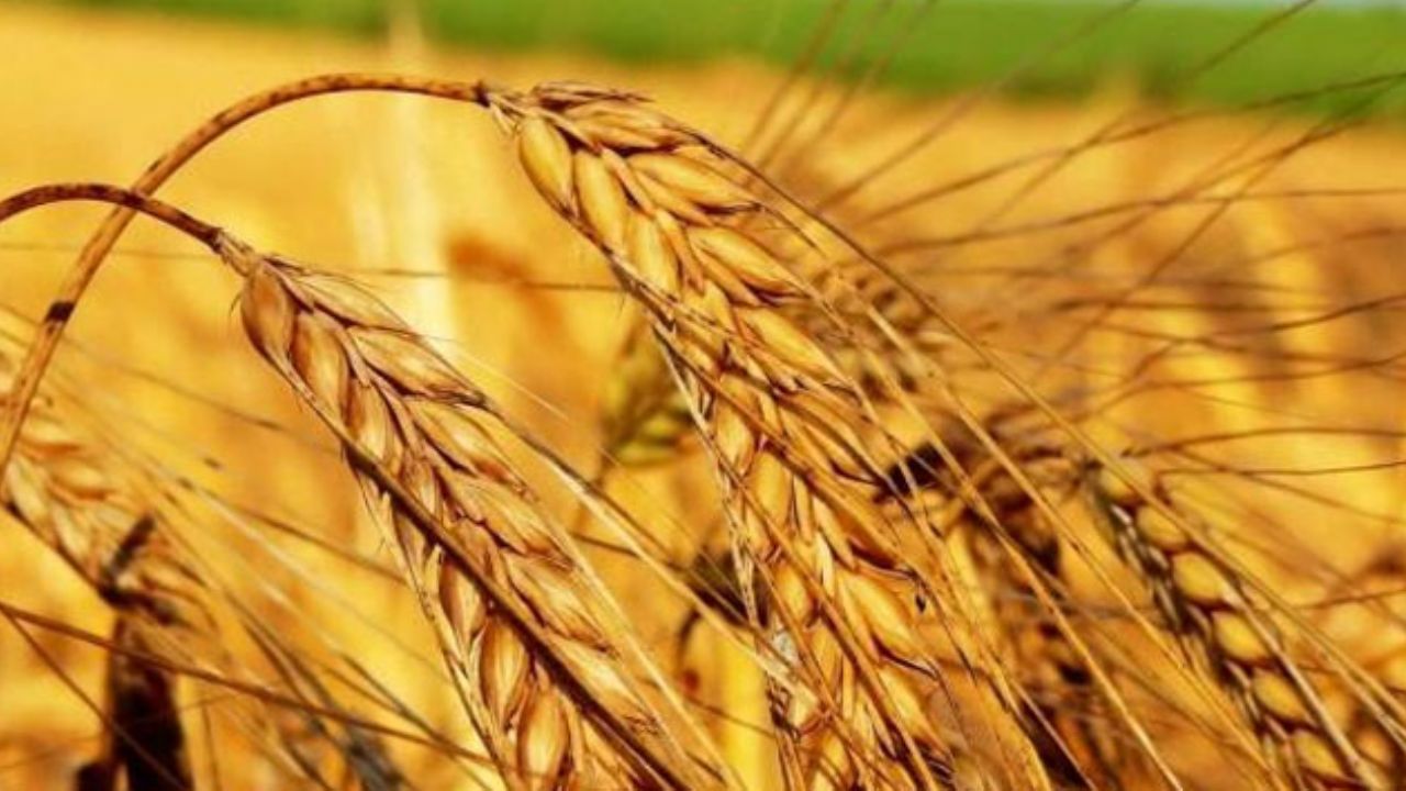 Tarım-ÜFE yıllık yüzde belli oldu