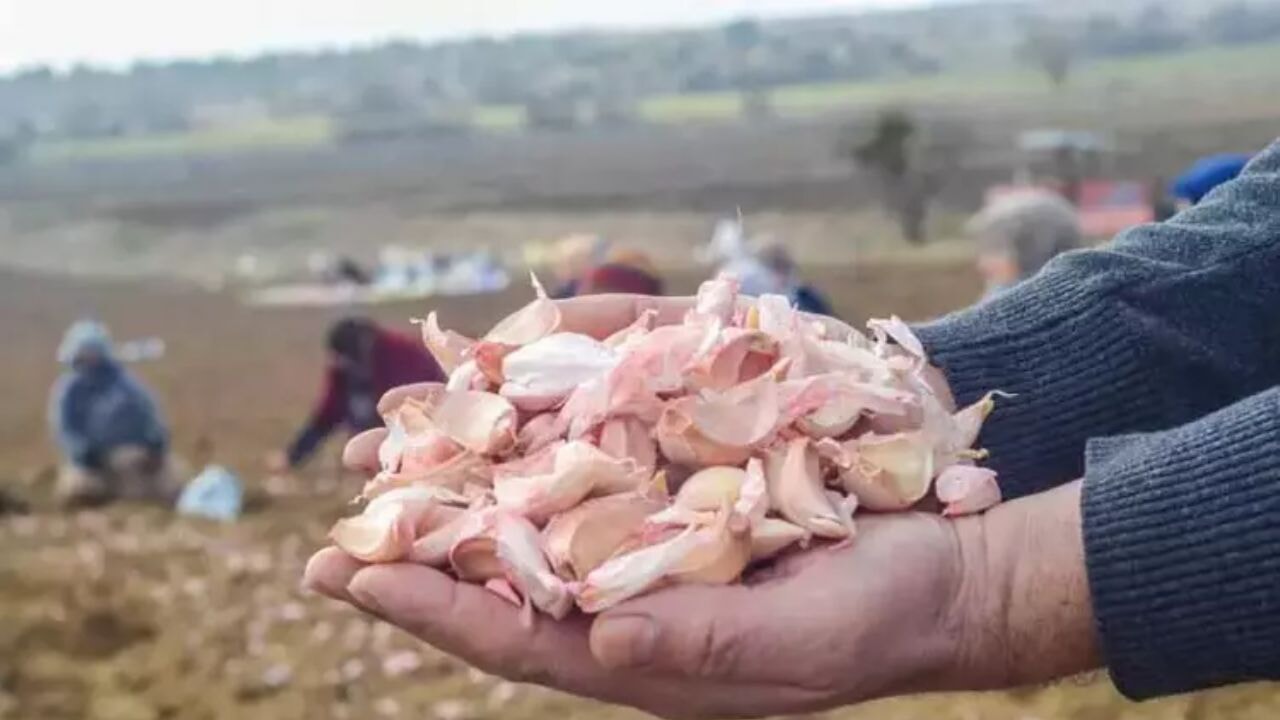 Taşköprü'de sarımsak ekim zamanı değişti