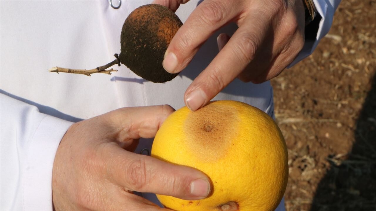 Türkiye, 3 milyar dolar zarara uğradı: Akdeniz meyve sineğine karşı çözüm