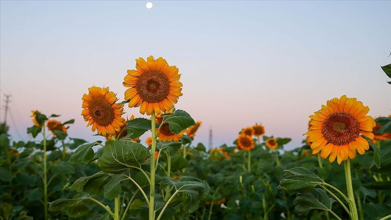 Uşak'ta ayçiçeği ekim alanı 5 yılda 4 kat artarak 40 bin 700 dekara çıktı