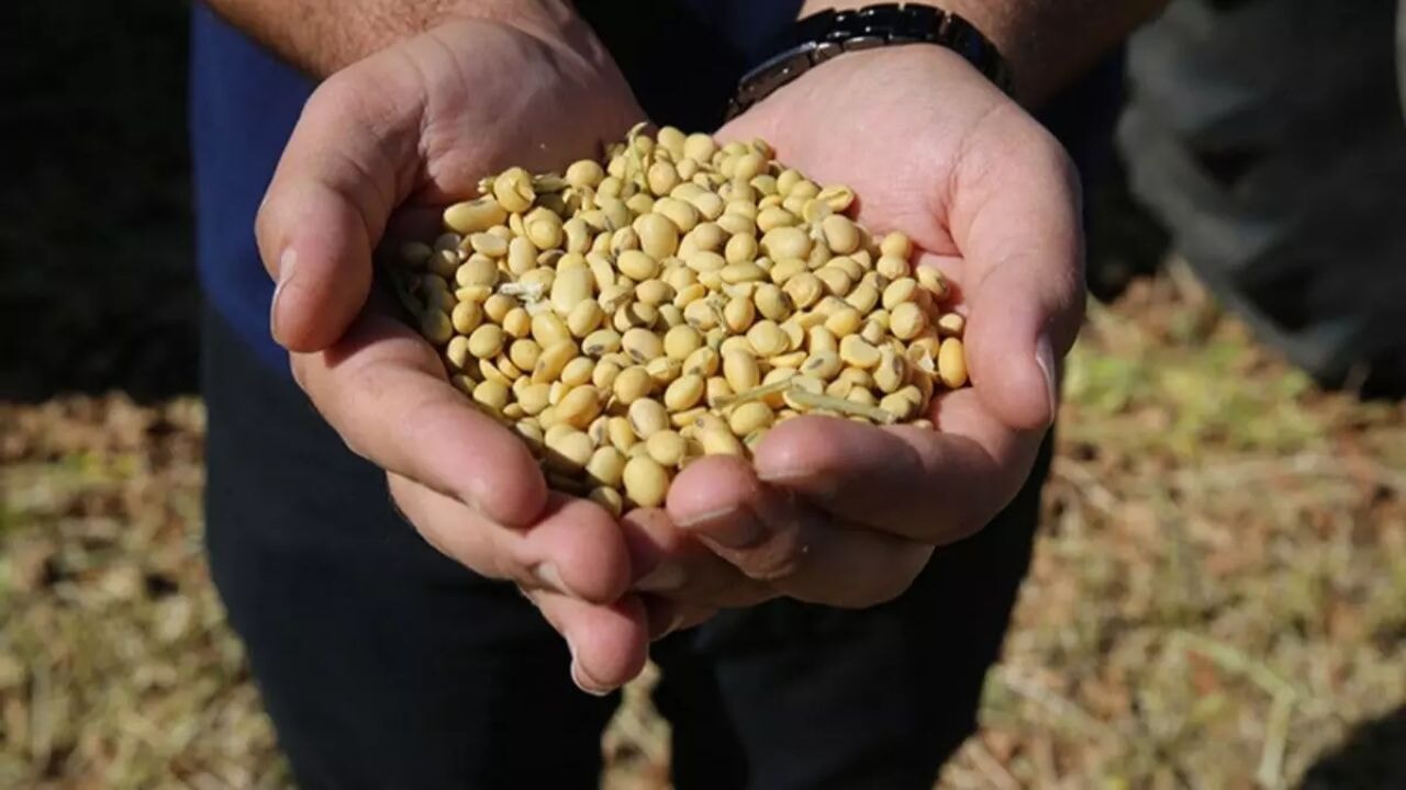 Yeni tarım desteği açıklandı!  Soya üreticisine ek ödeme