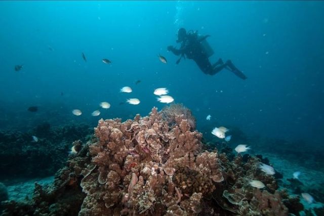 Climate change triggers significant number of fish populations to migrate northward: Study