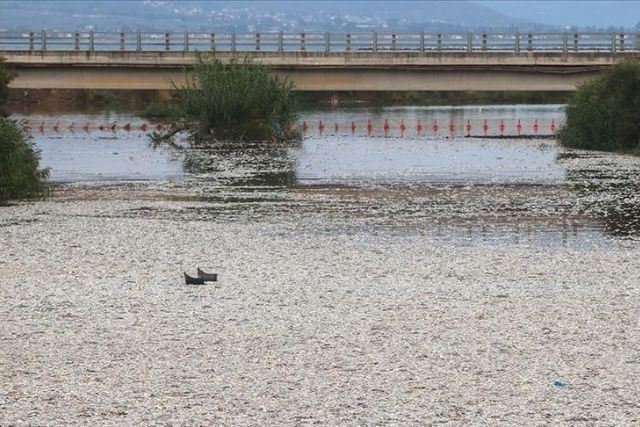 Government under fire as thousands of dead fish wash into Greek port city